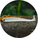 Redbass gumová nástraha ripper swimmer slim white g - s 70 mm