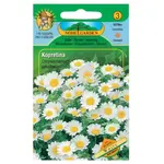 Margarétka balkónová  biela