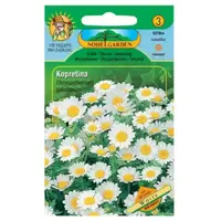 Margarétka balkónová  biela