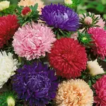 Astra vysoká americka krasa zmes