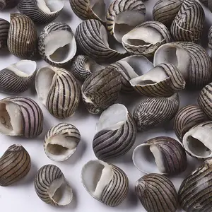 Natural Conch Shell Beads