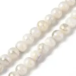 Natural Freshwater Shell Beads Strands