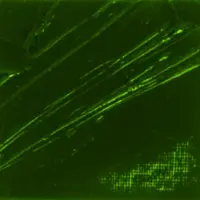 Olejová barva Pébéo XL 200ml – 44 green earth