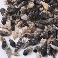 Natural Spiral Shell Beads