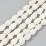 Natural Freshwater Shell Beads Strands