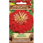 Cínia pôvabná georgínokvetá, červená