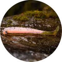 Redbass gumová nástraha ripper swimmer slim rainbow trout uv - s 70 mm