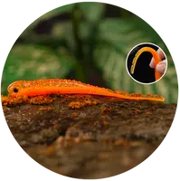 Redbass smáček big snake orange g uv color - 15,5 cm 11 g