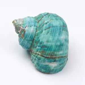 Hermit Crab Shells