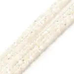 Natural White Shell Beads Strands