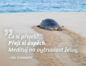 Magnet na lednici - Co si přeješ? Přeji si úspěch. Medituj na vytrvalost želvy. - Sri Chinmoy