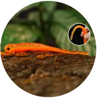 Redbass smáčik big snake orange g uv color - 15,5 cm 11 g