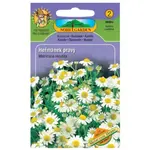 Rumanček kamilkový