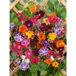 GardenSeed Premium Semienka Letničky ťahavé zmes