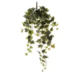 DEKORAČNÍ ROSTLINA