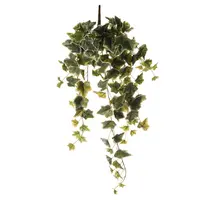 DEKORAČNÍ ROSTLINA