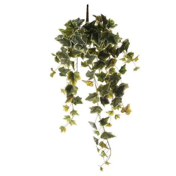 DEKORAČNÍ ROSTLINA