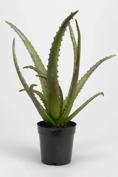 Umělá rostlina v květináči home & lifestyle 48 cm