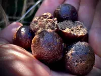 Boilies Játra-Losos-Česnek DISKONT 5 kg,20mm