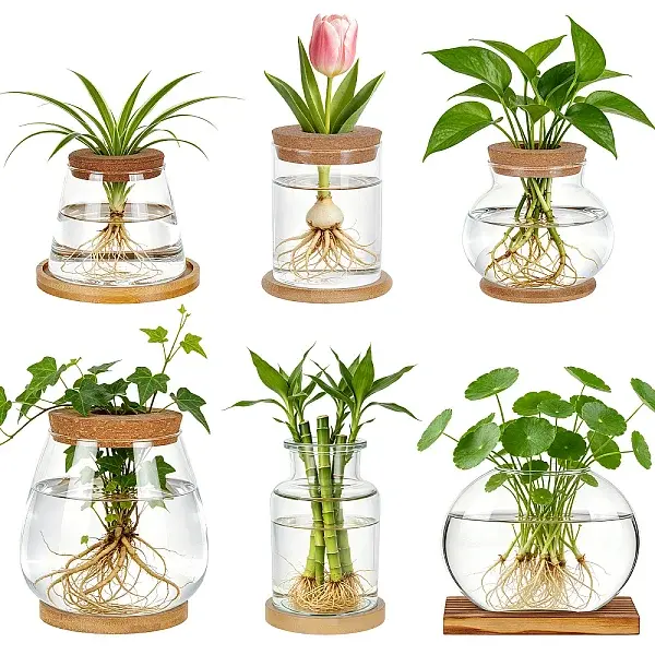 Glass Hydroponic Plant Vases