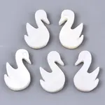 Natural Freshwater Shell Beads