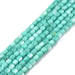 Natural Freshwater Shell Beads Strands