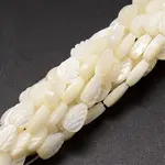 Natural Trochid Shell/Trochus Shell Beads Strands
