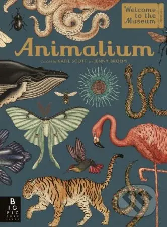 Animalium - Jenny Broom, Katie Scott (ilustrácie) - kniha z kategorie Naučné knihy