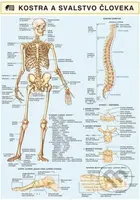 Kostra a svalstvo človeka - kniha z kategorie Medicína
