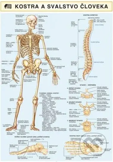 Kostra a svalstvo človeka - kniha z kategorie Medicína