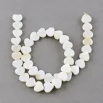 Natural Freshwater Shell Beads Strands