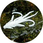 Redbass gumová nástraha nymfa white - l 80 mm