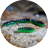 Redbass gumová nástraha trout grub black/green - 3x33 mm