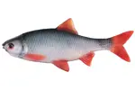 Fox rage gumová nástraha ultra natural roach fillet 4 ks - 6 cm