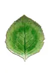 Costa Nova Sada talířů Costa Nova Riviera Hydrangea 22 cm 6-pack