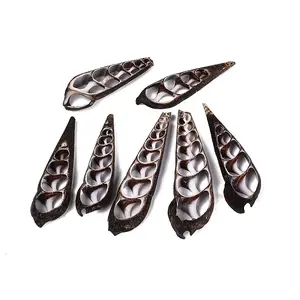 Natural Turritella Shell Pendants