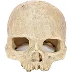 Dekorácia do terária Ľudská lebka 14x12cm