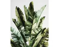 Obraz na plátně Zelené listy, 40x50 cm