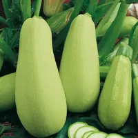 Tekvica kríčková Kveta