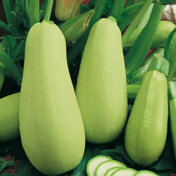 Tekvica kríčková Kveta