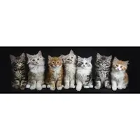 Euroart OBRAZ NA SKLE, zvířata, 33/98/1,40 cm