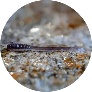 Redbass gumová nástraha micro tail brown/silver - s 48 mm